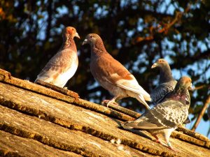 pigeons sur toit