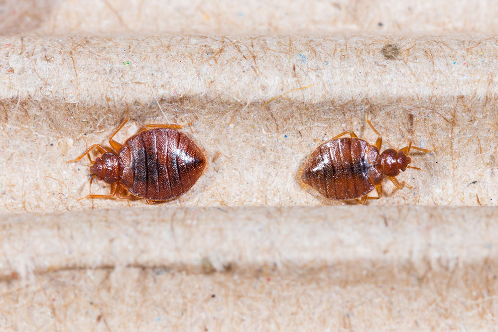 8 Simple Techniques For Bed Bug Exterminator Nyc Llc