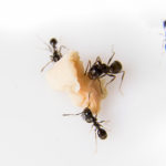 zoom sur fourmis charpentiere en train de se nourrir