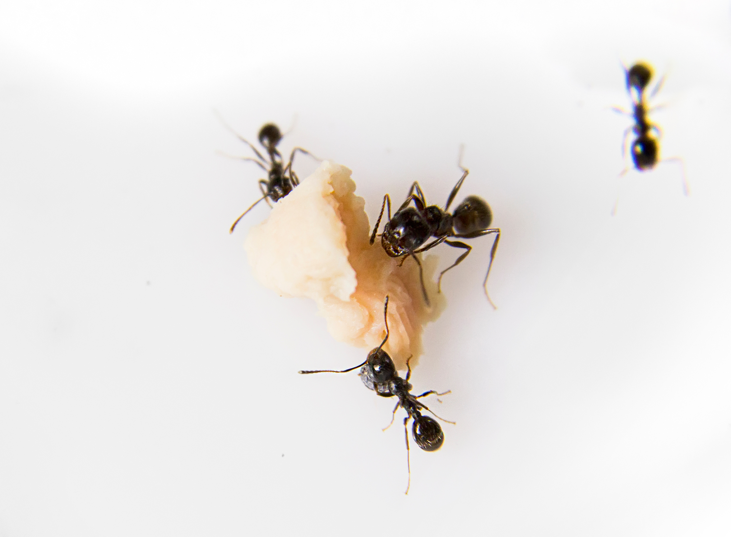 zoom sur fourmis charpentiere en train de se nourrir