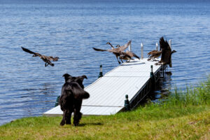 A black golden retriever and Newfoundland mixed-breed dog chasin