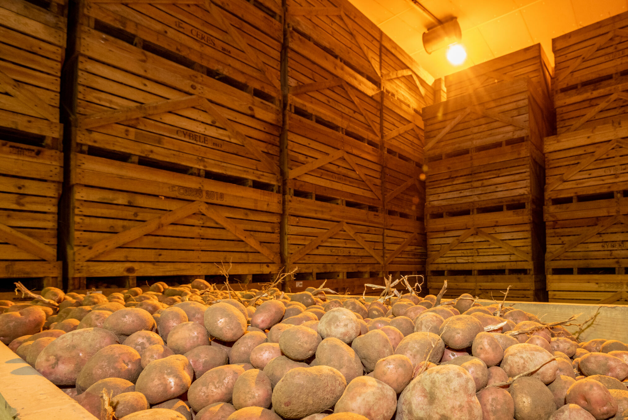 Récolte pomme de terre. Empilement de pallox en chambre froide.