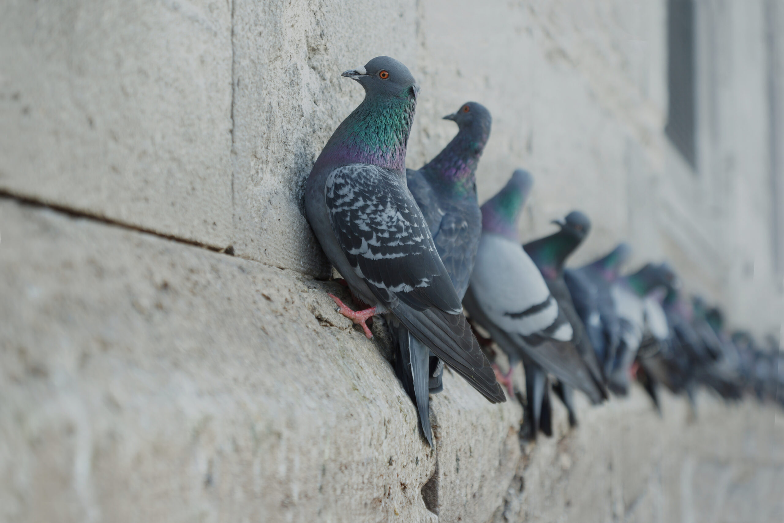 pigeon sur un mur avant extermination