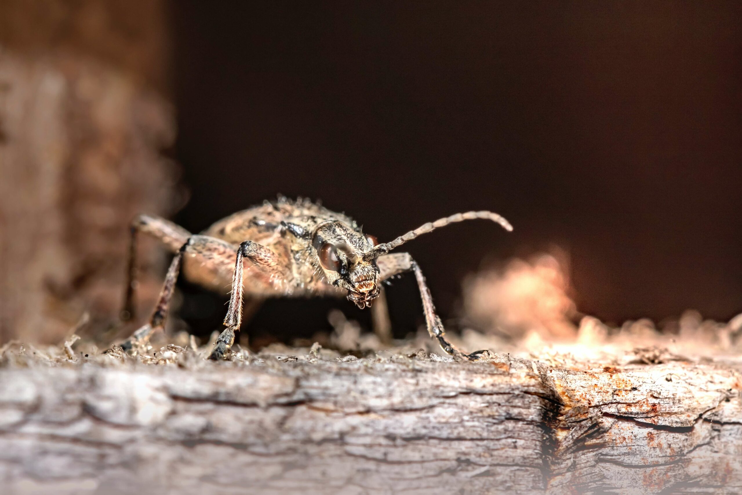 Un insecte nuisible qu’un exterminateur à Châteauguay peut éliminer
