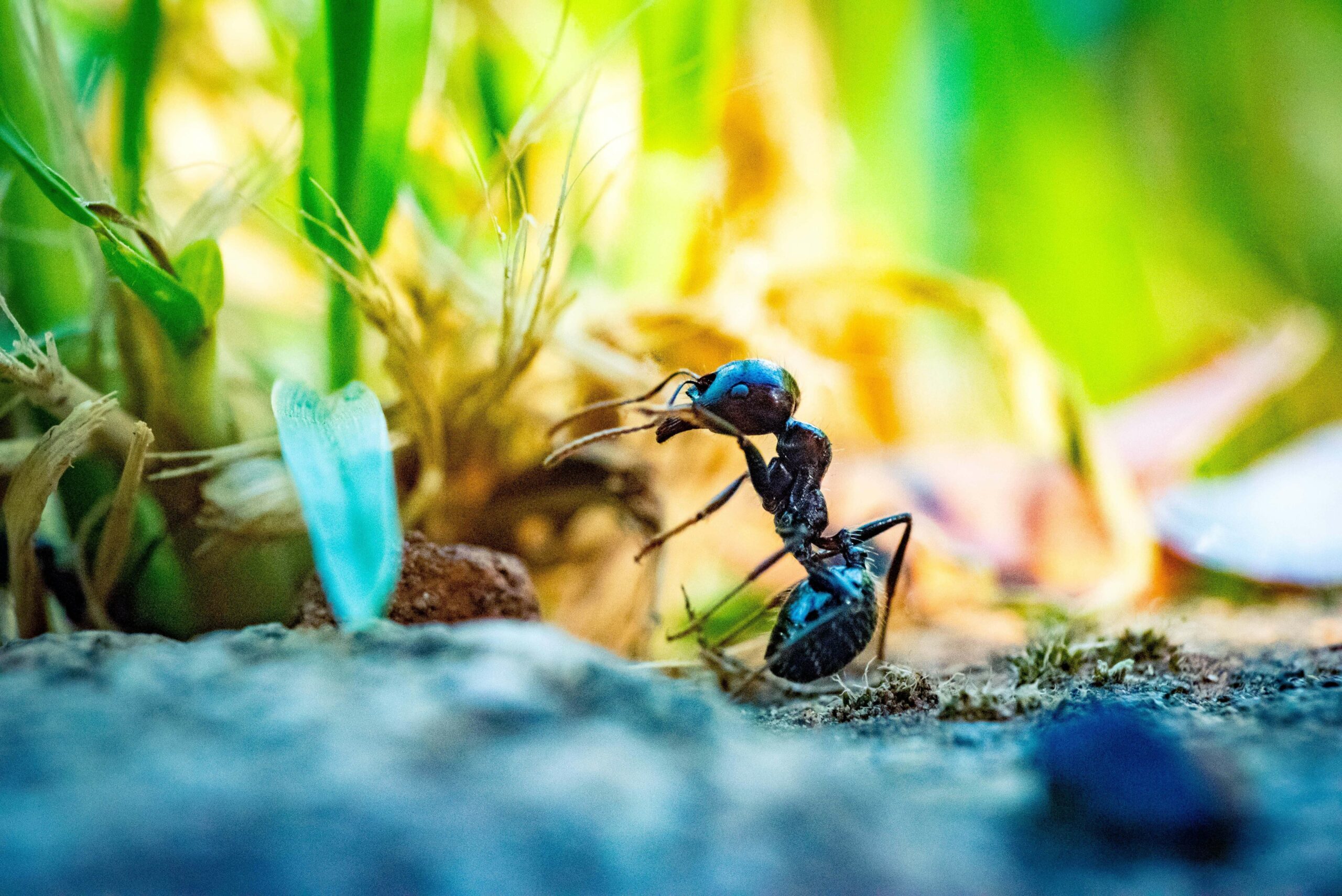 Une fourmi, l'un des nombreux insectes qu'un exterminateur à Repentigny élimine