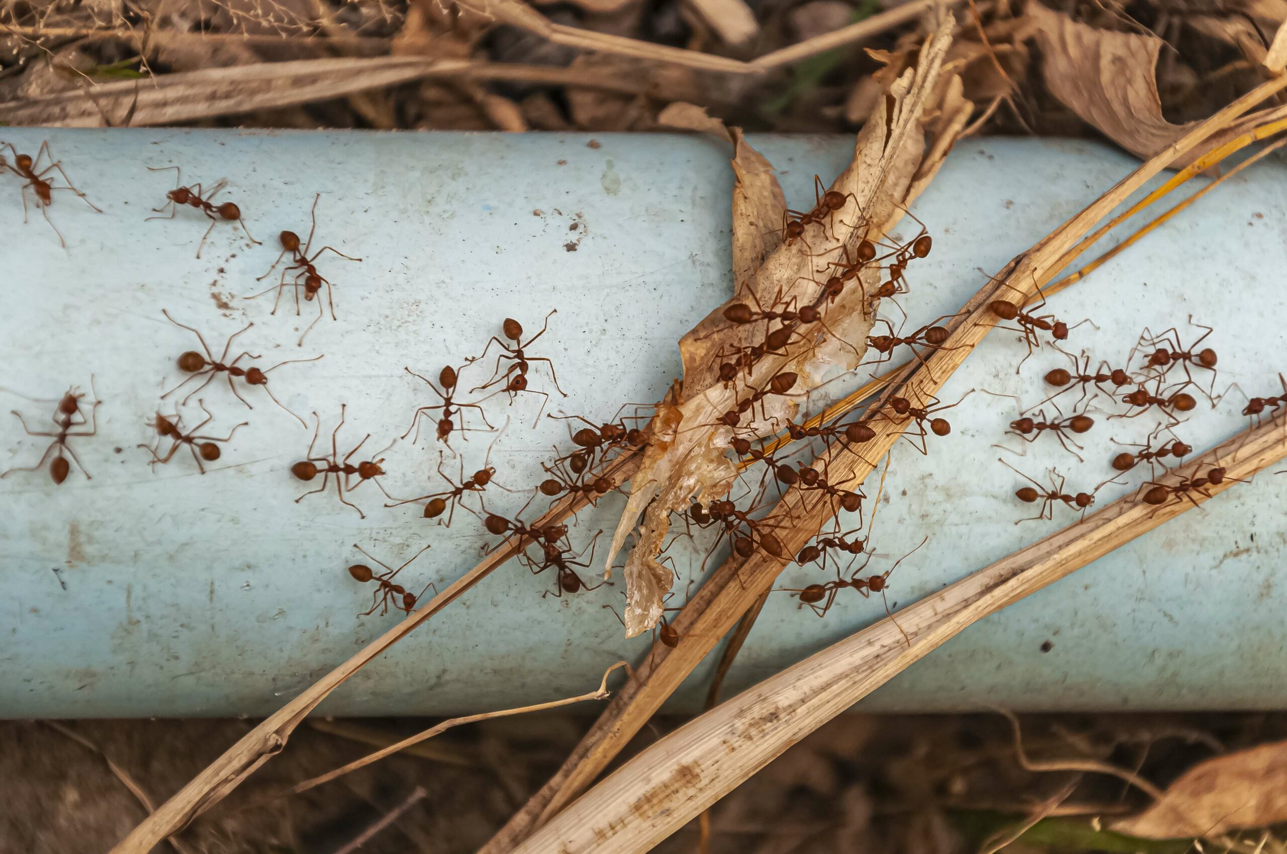 Des fourmis rouge dans leur environnement naturel