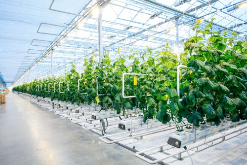 Green crop in modern greenhouse full of ligh in modern agriculture factory